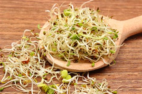 what is alfalfa sprouts good for